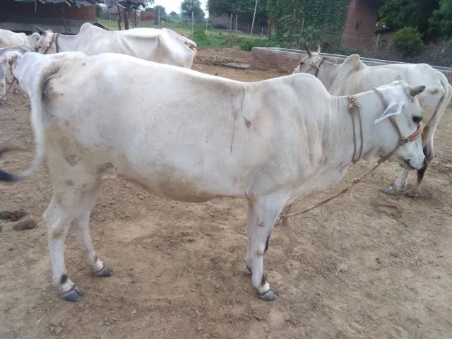 Cow being worshipped